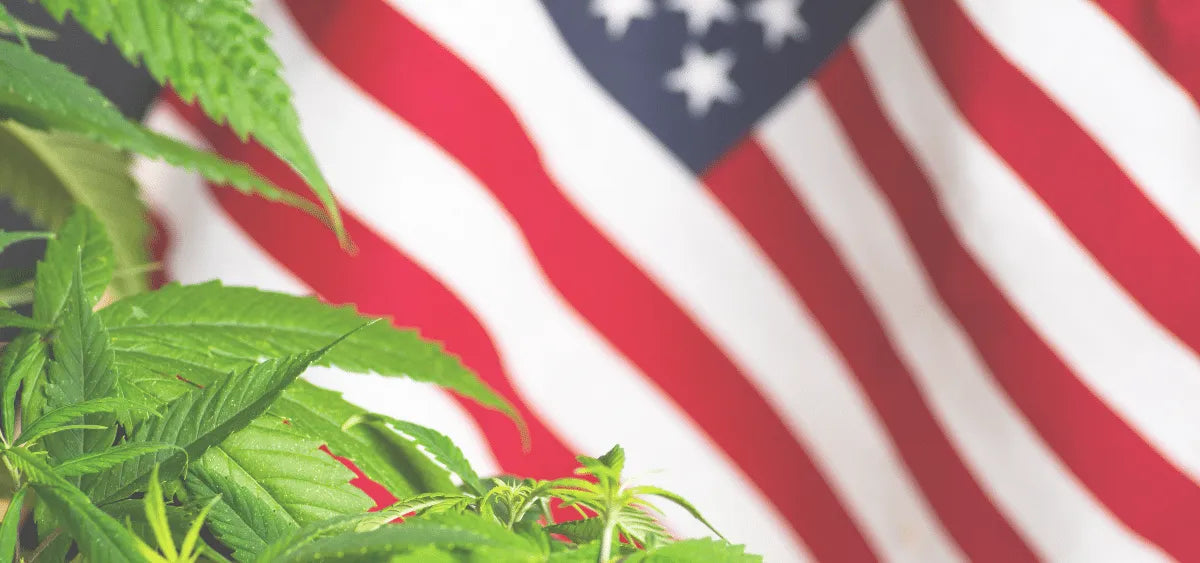 2024 Election and Cannabis Legalization Guide - Coastal Hemp Co