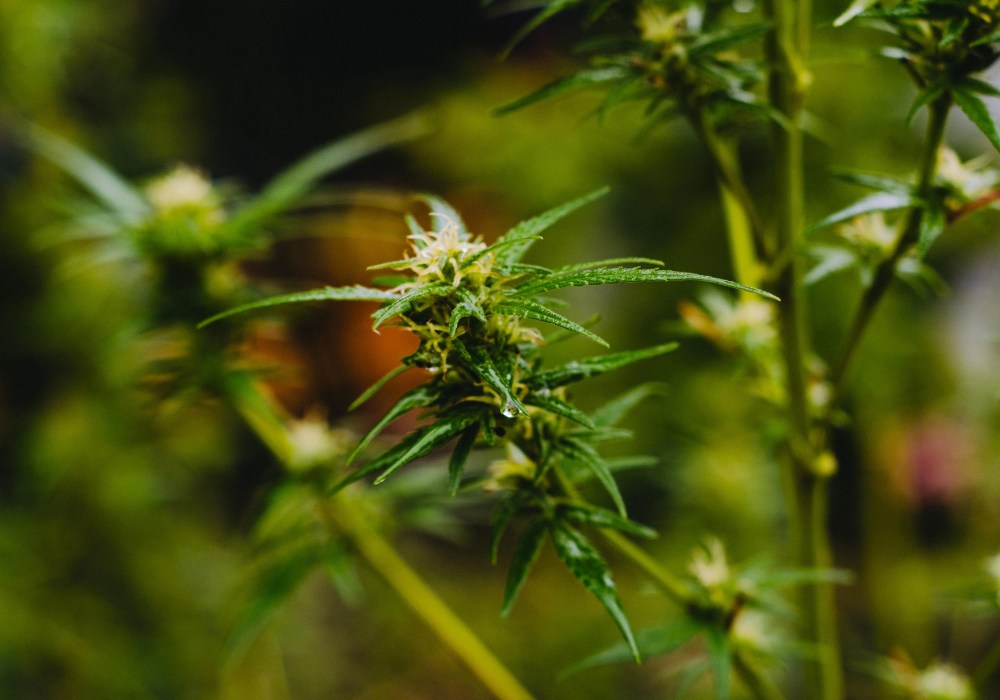 A Guide To Terpenes: What Are They And Why Are They Important? - Coastal Hemp Co