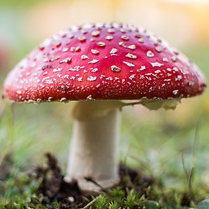 Amanita Muscaria Mushroom Gummies What's All the Buzz - Coastal Hemp Co
