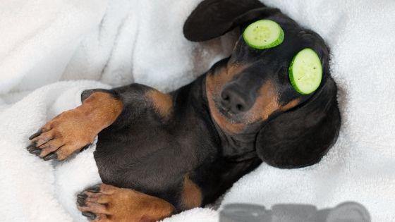 CBD for Dogs: What Can CBD Oil Do for Your Furry Friend? - Coastal Hemp Co