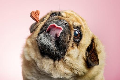 CBD For Pets: How Much CBD Should You Give Your Pet? - Coastal Hemp Co