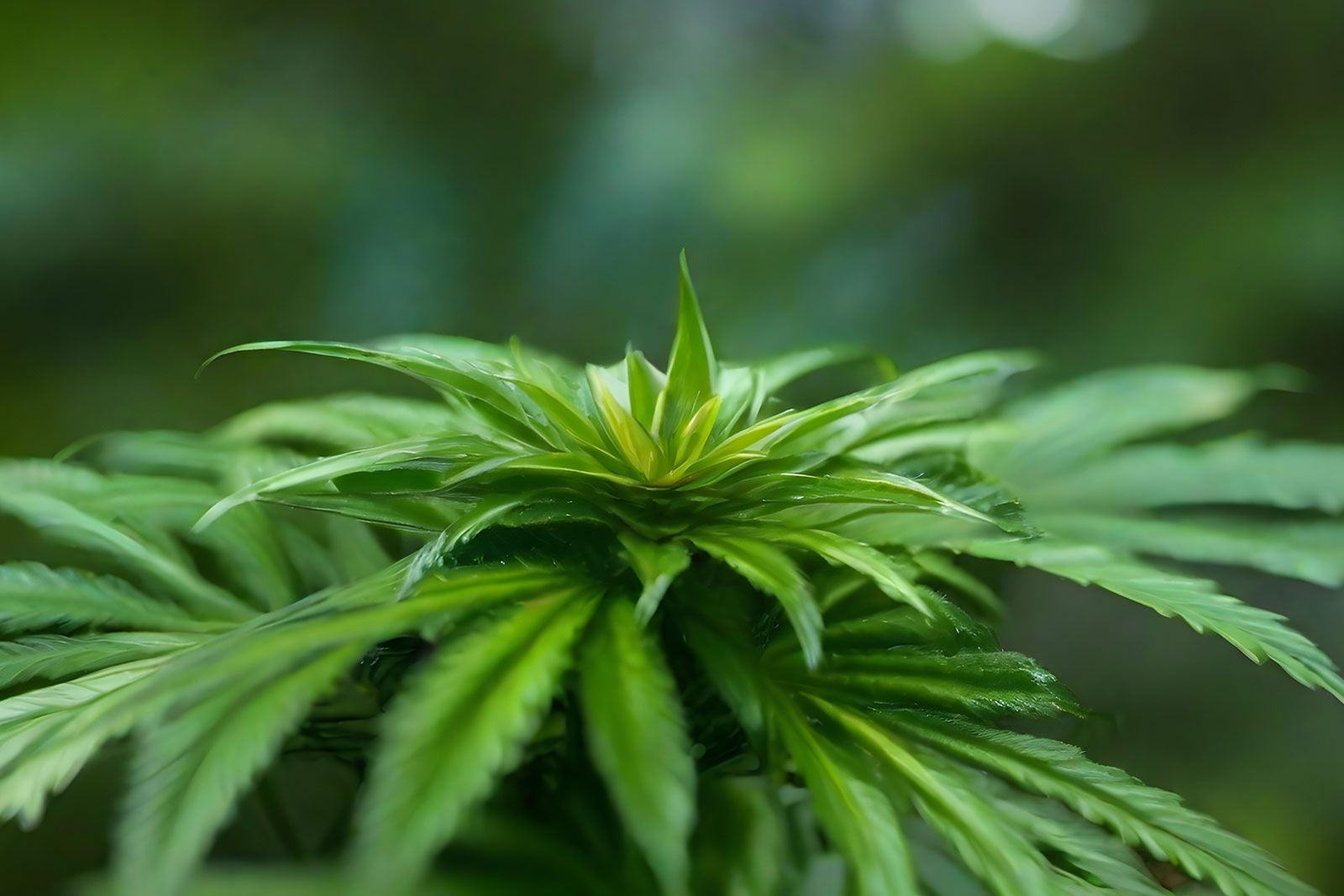 Exploring Delta 8 Uses: Insights & Impacts - Coastal Hemp Co