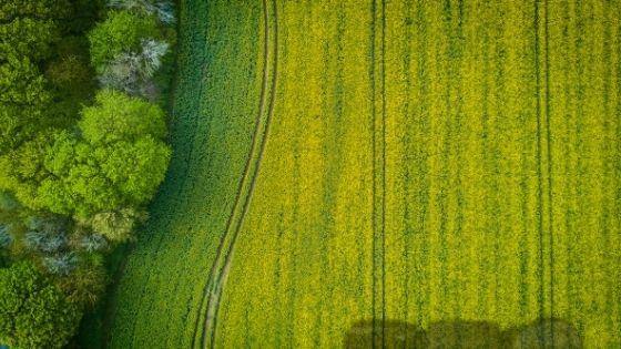 How Hemp Can Heal Our Planet. Can Hemp Improve the World? - Coastal Hemp Co