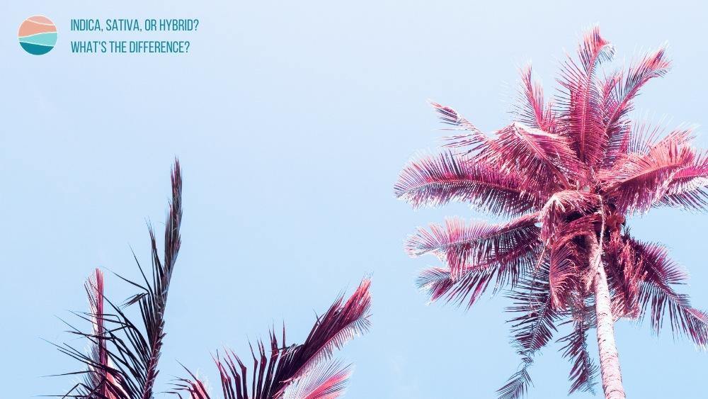 Indica vs. Sativa vs. Hybrid? What's the Difference? - Coastal Hemp Co
