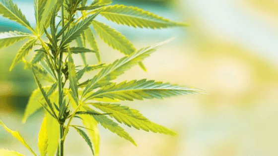 What is CBD and Why Do People Take It? The Benefits of CBD. - Coastal Hemp Co