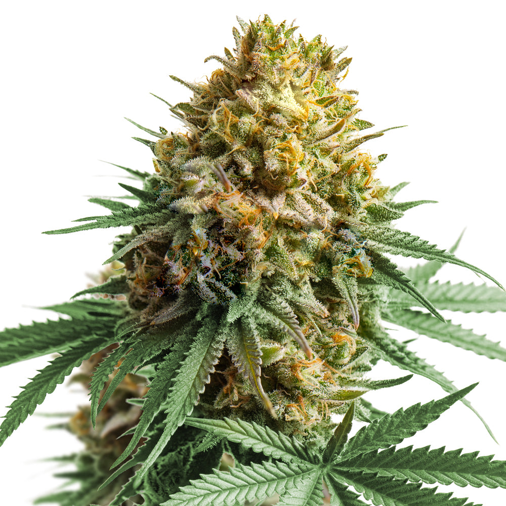 Apple Fritter THCA Flower Balanced Coastal Canna Coastal Hemp Co
