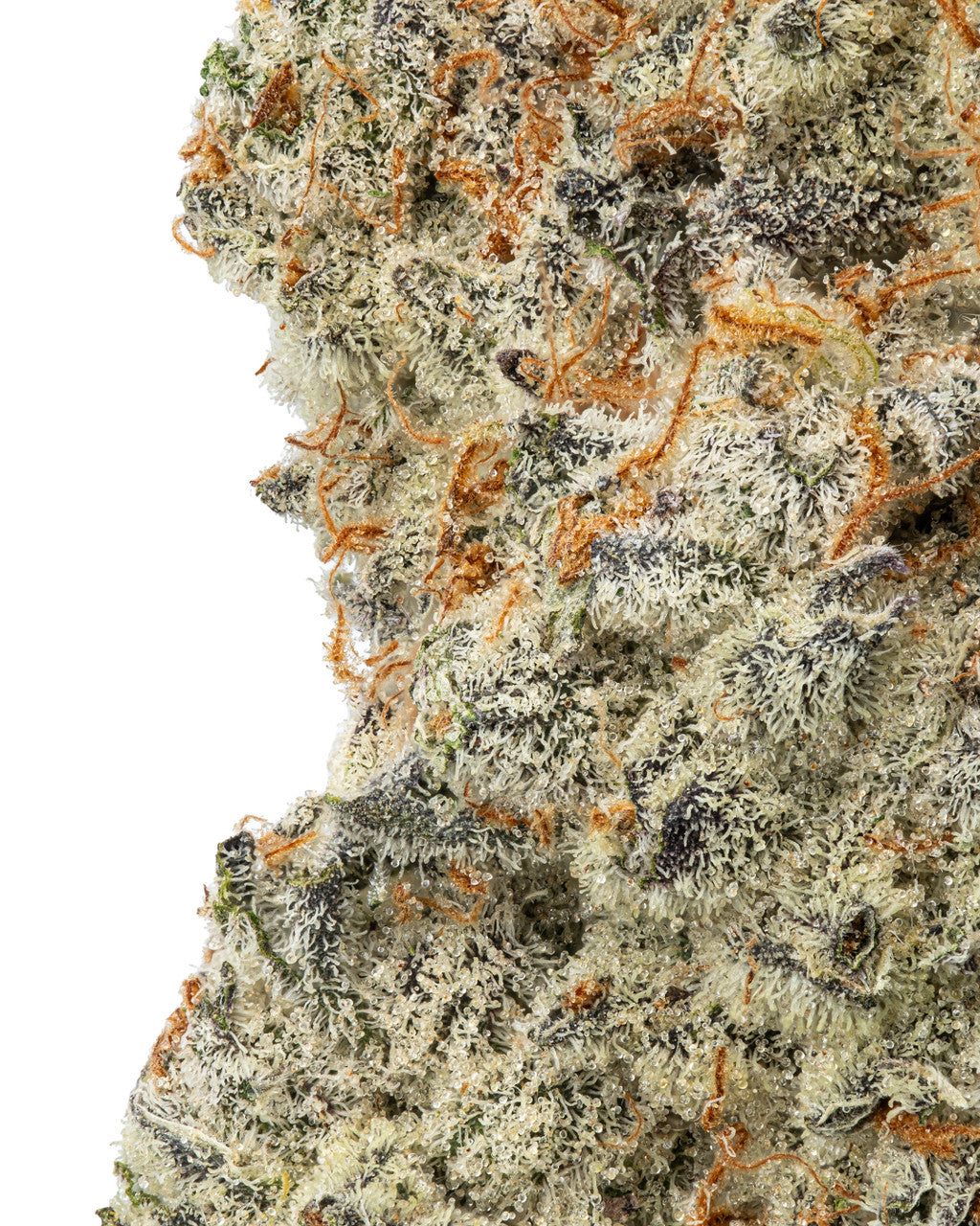 Sunday Driver THCA Flower Hybrid Coastal Canna Coastal Hemp Co