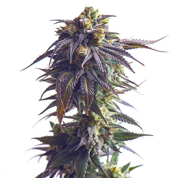 Sunday Driver THCA Flower Hybrid Coastal Canna Coastal Hemp Co