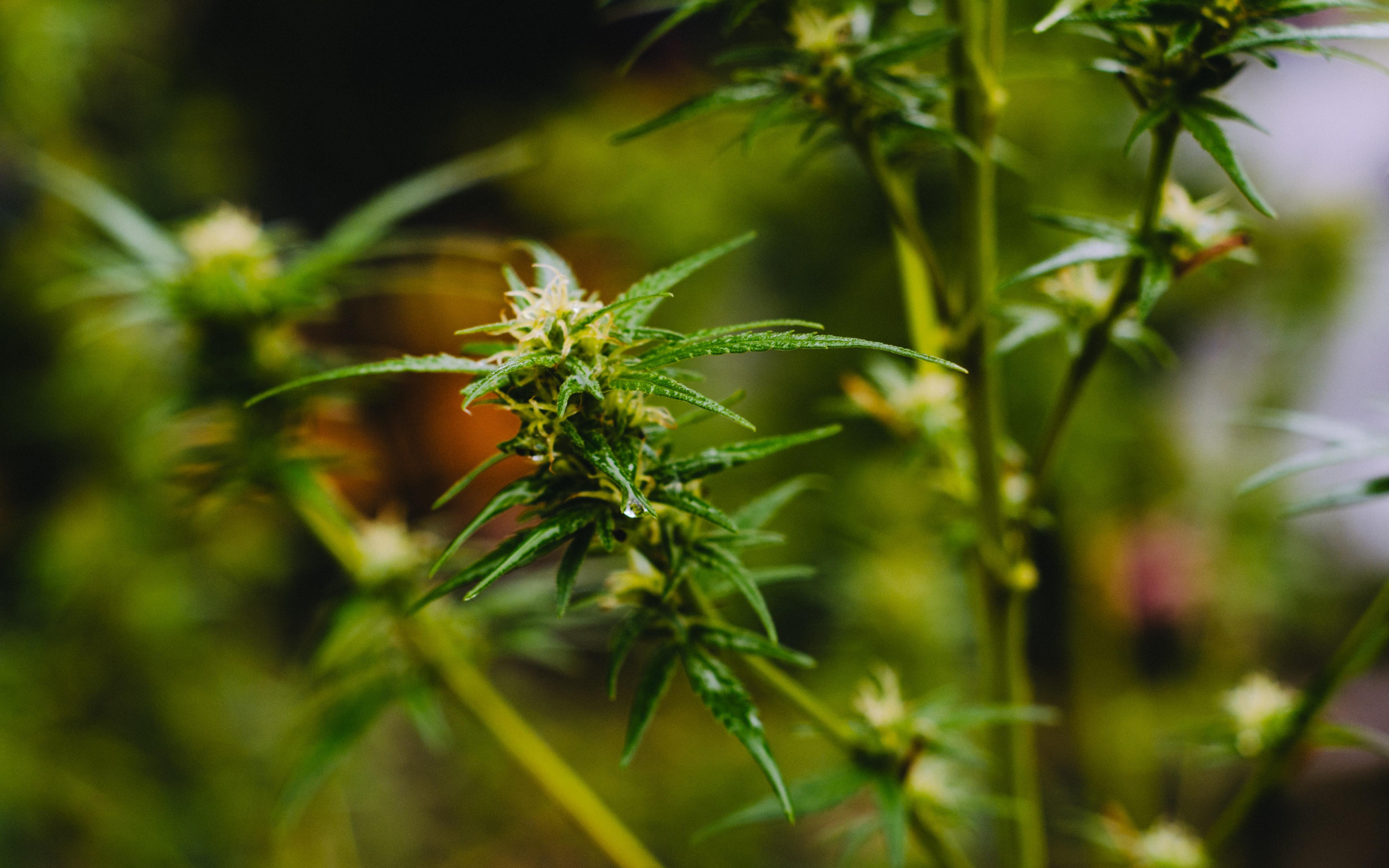 A Guide To Terpenes: What Are They And Why Are They Important? - Coastal Hemp Co