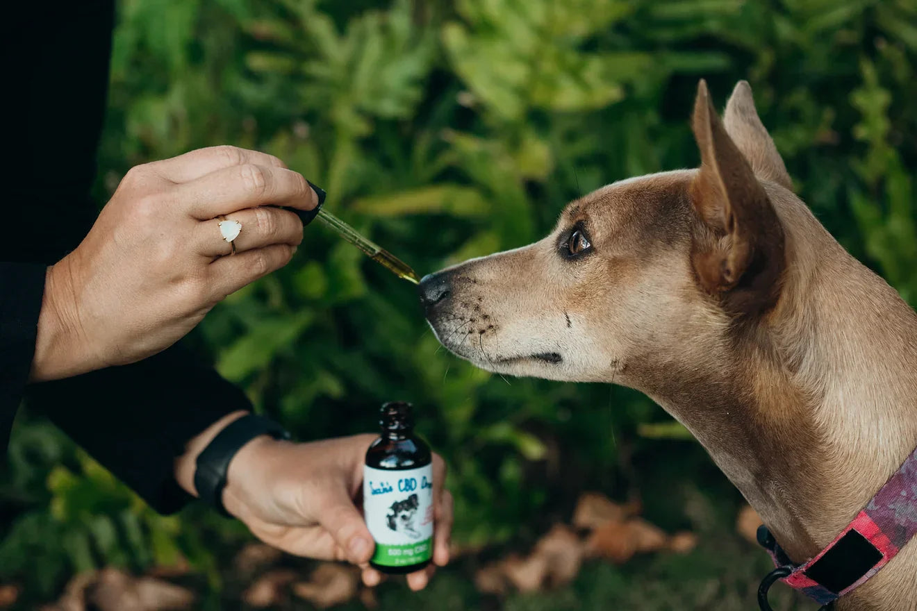 CBD May Lower Aggression in Dogs