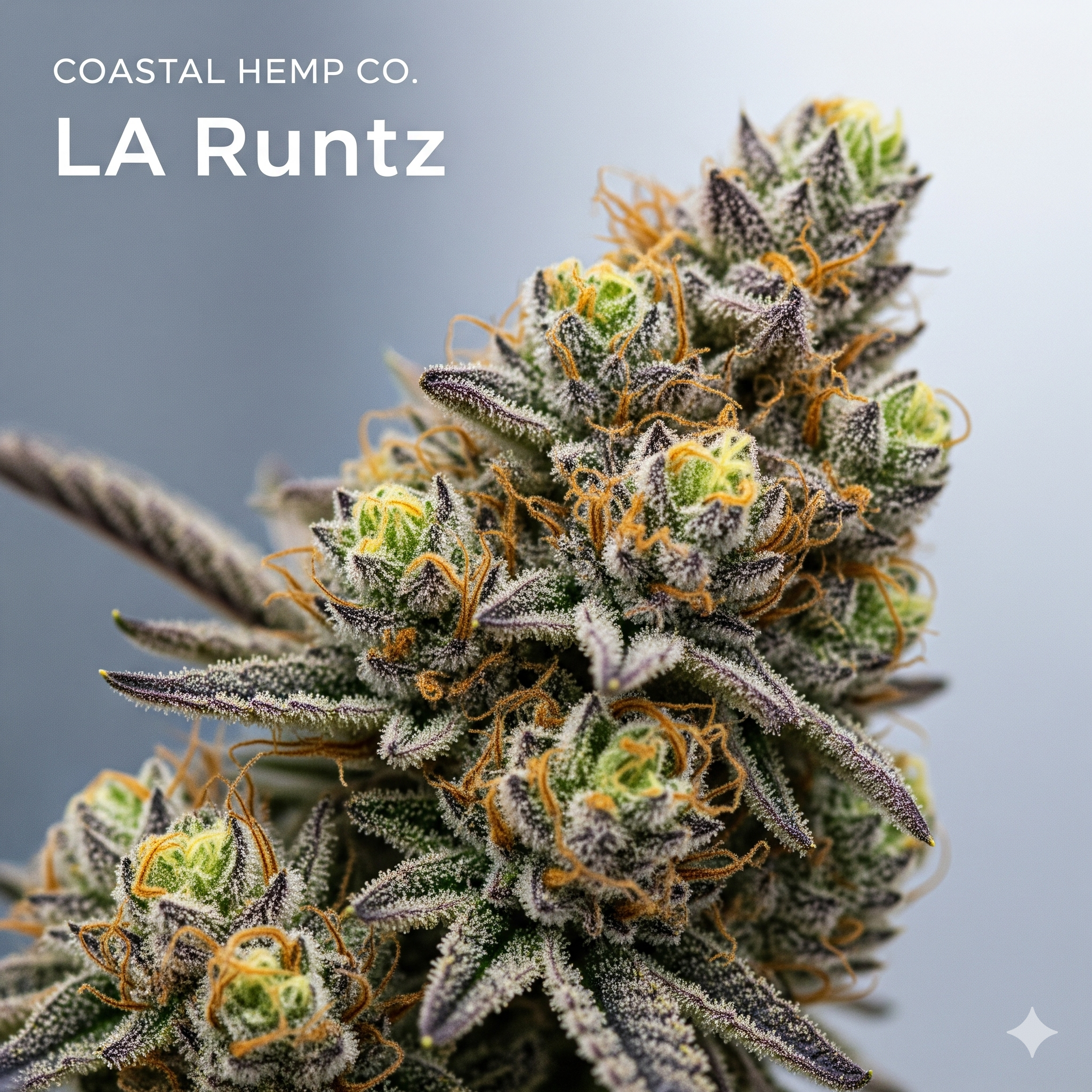 LA Runtz THCa Flower - Exotic Hybrid Coastal Hemp Co Coastal Hemp Co