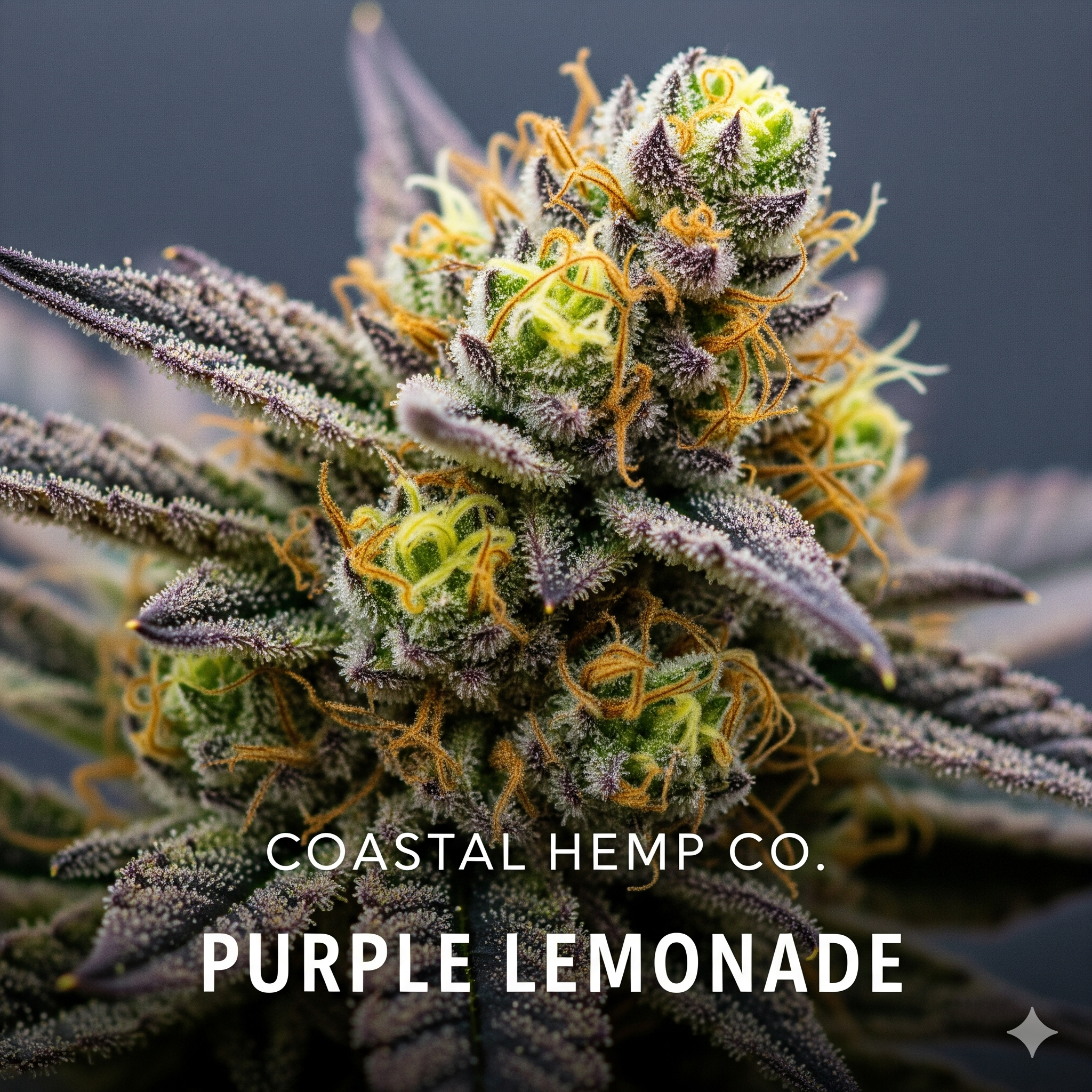 Purple Lemonade THCa Flower Exotic - Hybrid Coastal Hemp Co Coastal Hemp Co